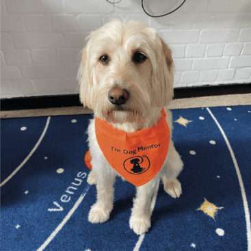 Honey, the dog mentor at horton kirby primary c of e school