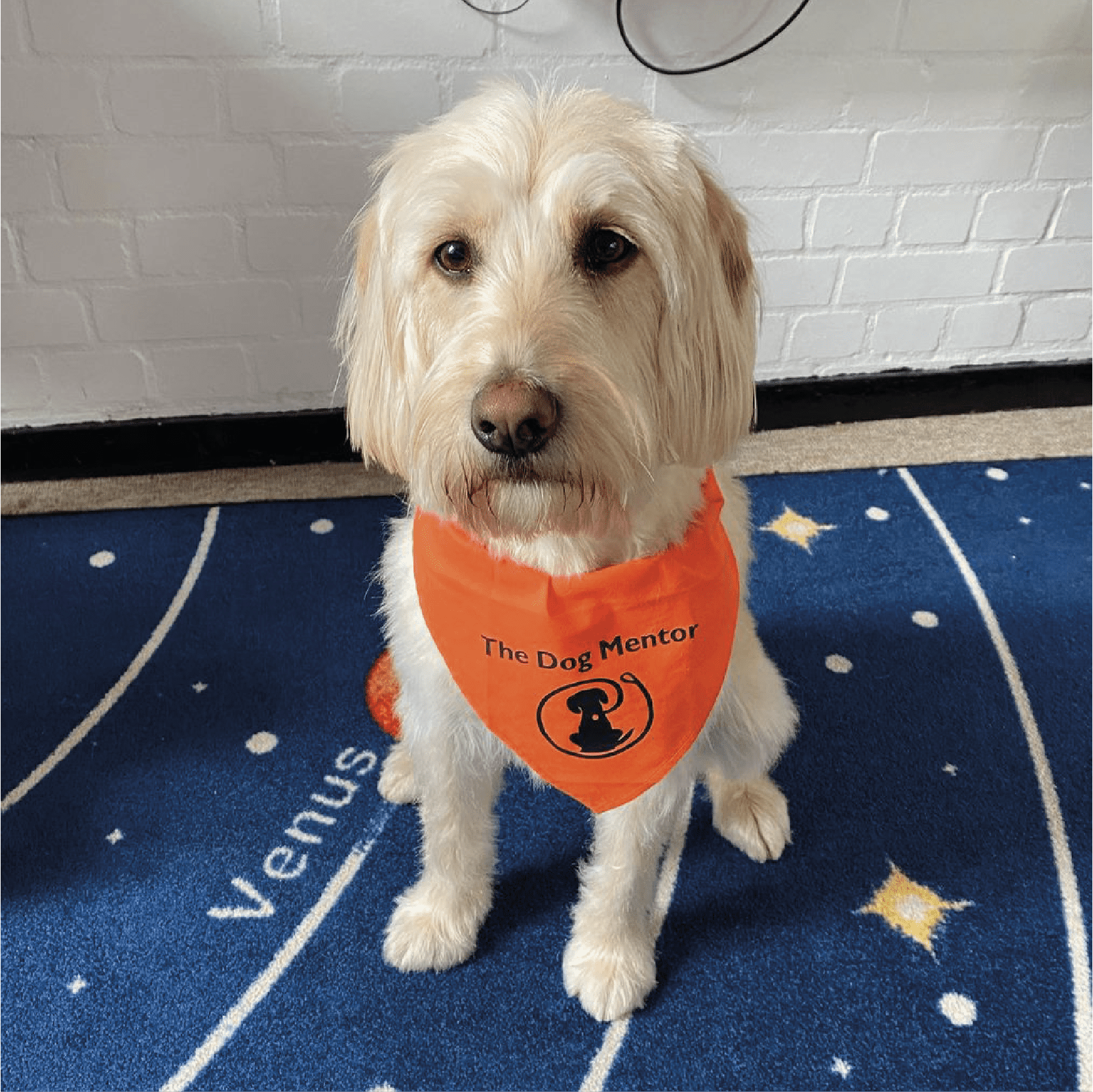 Honey Honey, the dog mentor at horton kirby primary c of e school