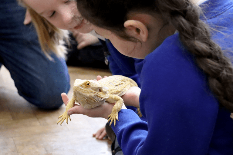 children at horton kirby primary holding a bearded dragon in their science lesson