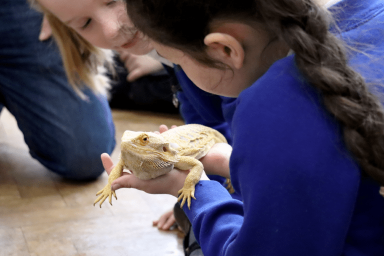 Horton Kirby Bearded Dragon children at horton kirby primary holding a bearded dragon in their science lesson